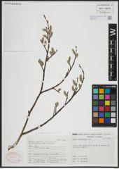Foto von Salix atrocinerea Brot.